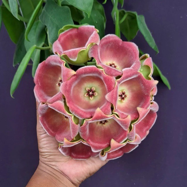 Real Pict Hoya Lauterbachii Sp Papua Rare Plant
