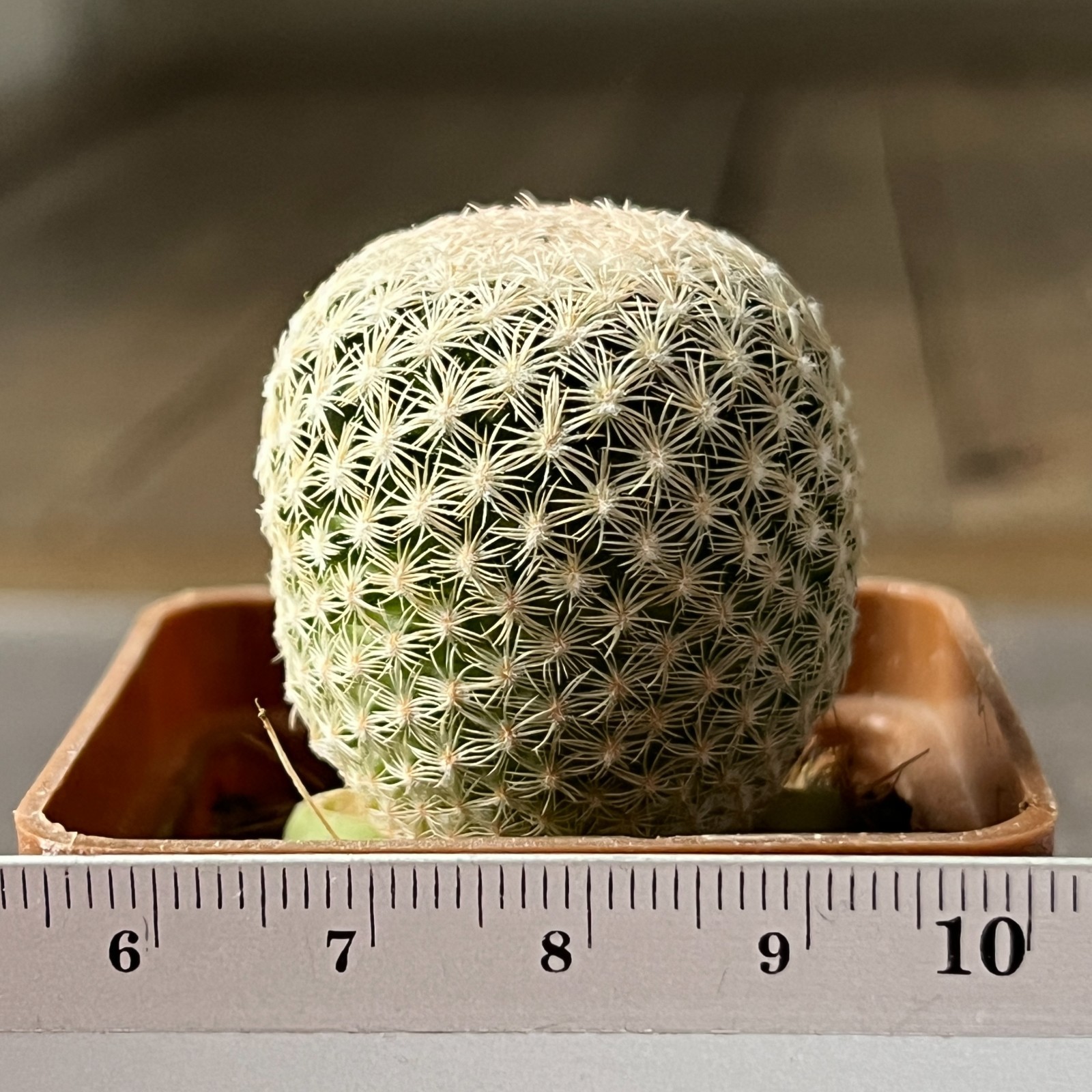 A11-602 Mammillaria hermosana, El Encino, Zac., grafted