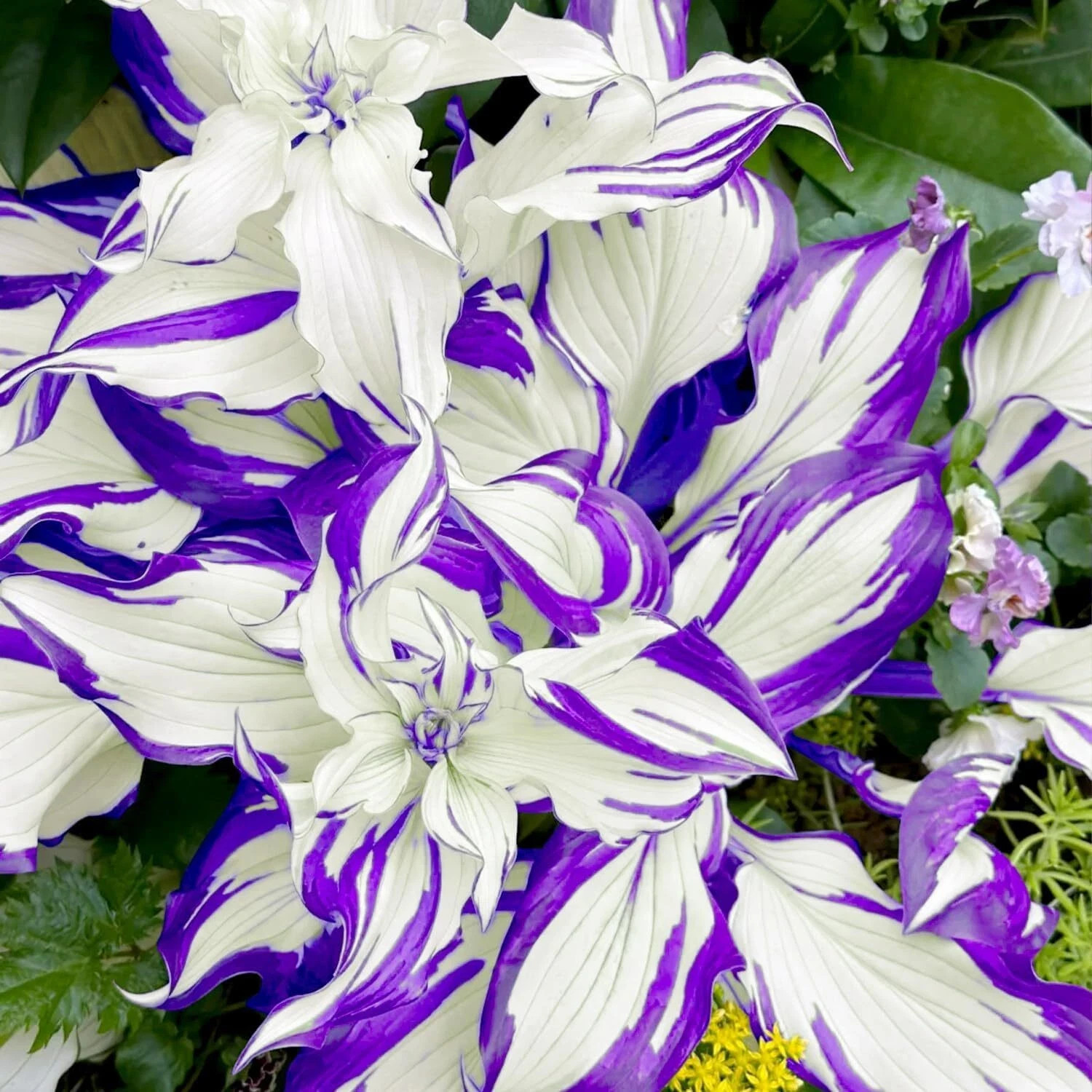 200 Purple Hosta Seeds, Rare Colorful Perennial Hosta Plants for Planting