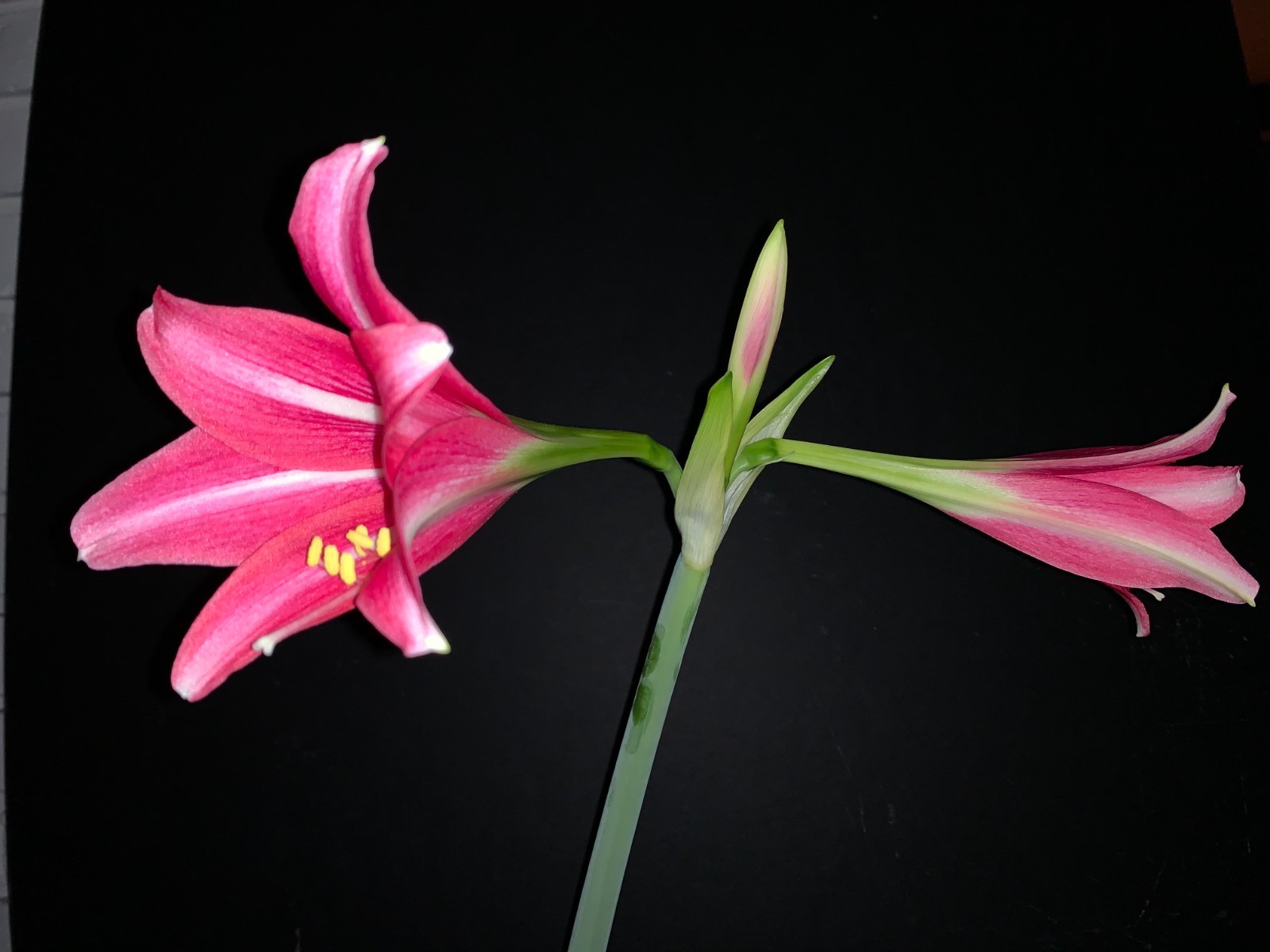 Hippeastrum doraniae – VERY rare bulb 1.7 cm