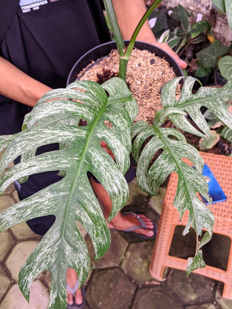 Epipremnum Devil Monster Variegated Large Leaf Real Picture Very Beauty