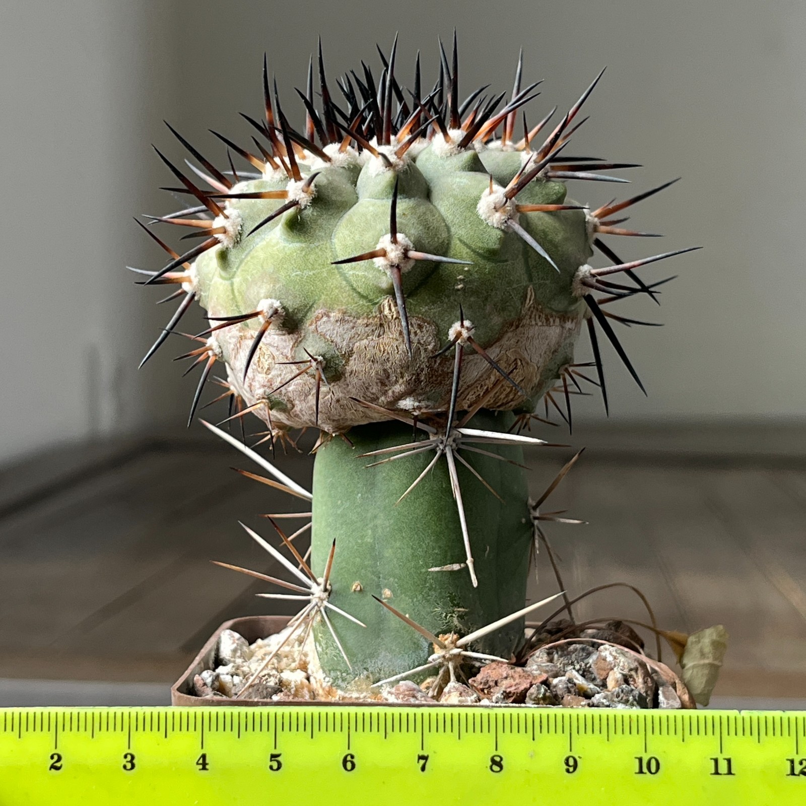 A2-1532 Copiapoa cinerea x longistaminea KP839, Ruta-taltal, Ant, grafted