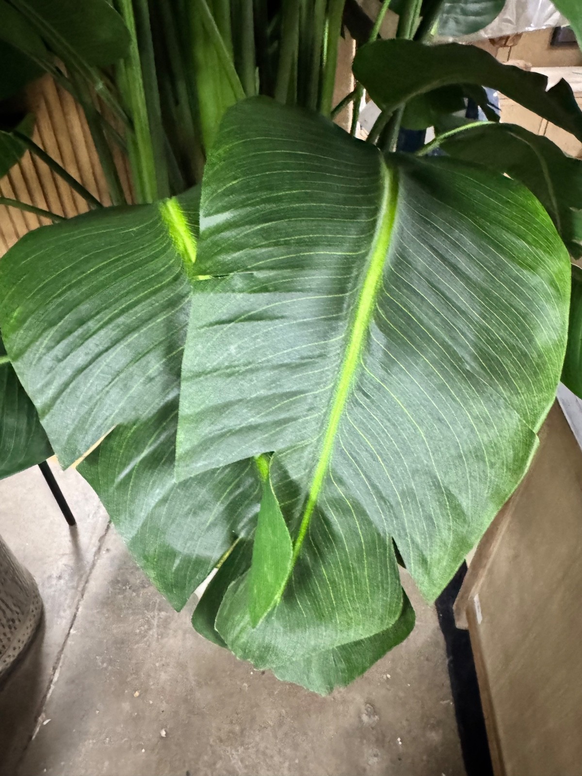 Winward Home Banana Palm in Planter 84″