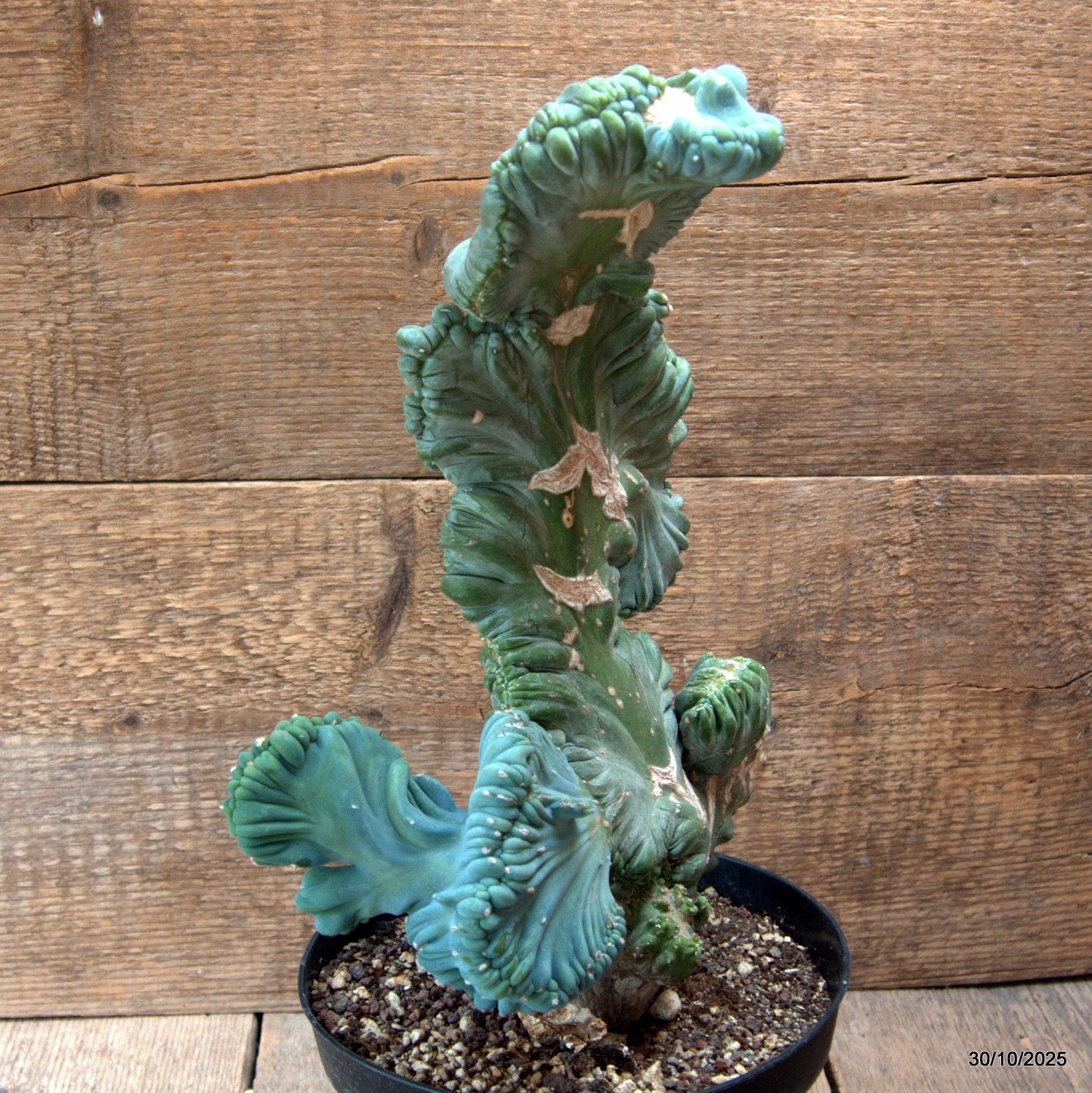 D7242 MYRTILLOCACTUS GEOMETRIZANS CRESTED pot18-H34-W23 cm MaMa Cactus
