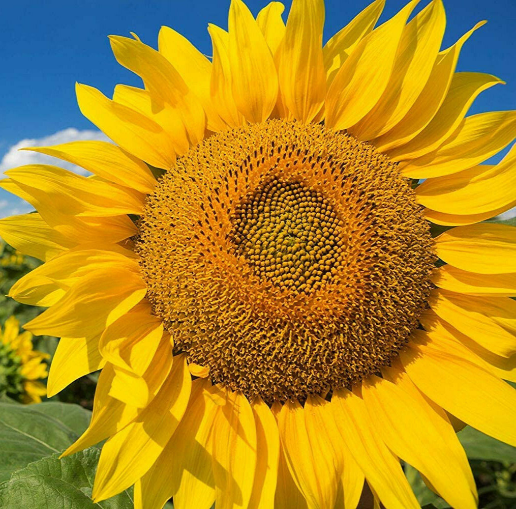 Flower DWARF Sunflower_Giant Single_Helianthus annuus_50 seeds_bag pack
