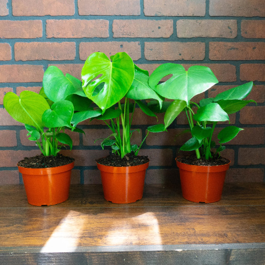 Monstera Deliciosa Tropical Split Leaf Plant in 6 inch Pot | Indoor and Outdoor