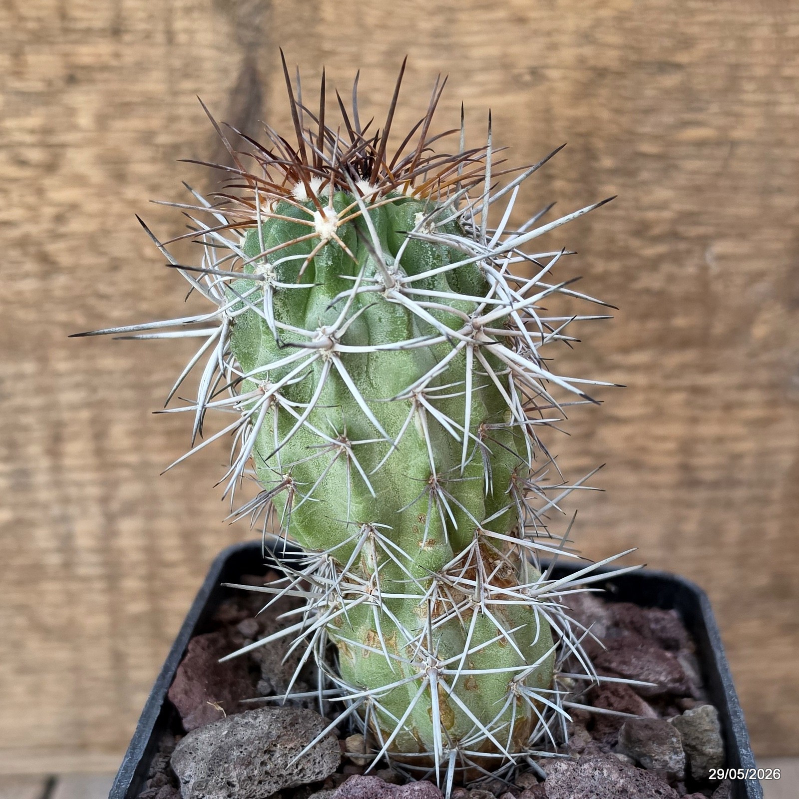 D3455 COPIAPOA WAGENKNECHTII KK58 pot10-H11-W5 cm MaMa Cactus