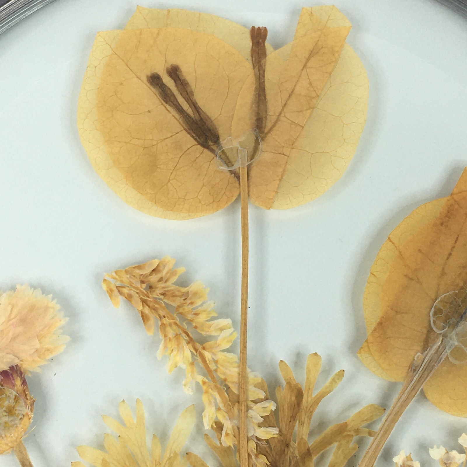 Lasting Impressions Real Flowers Glass Wall Hanging Pressed Flowers USA Floral