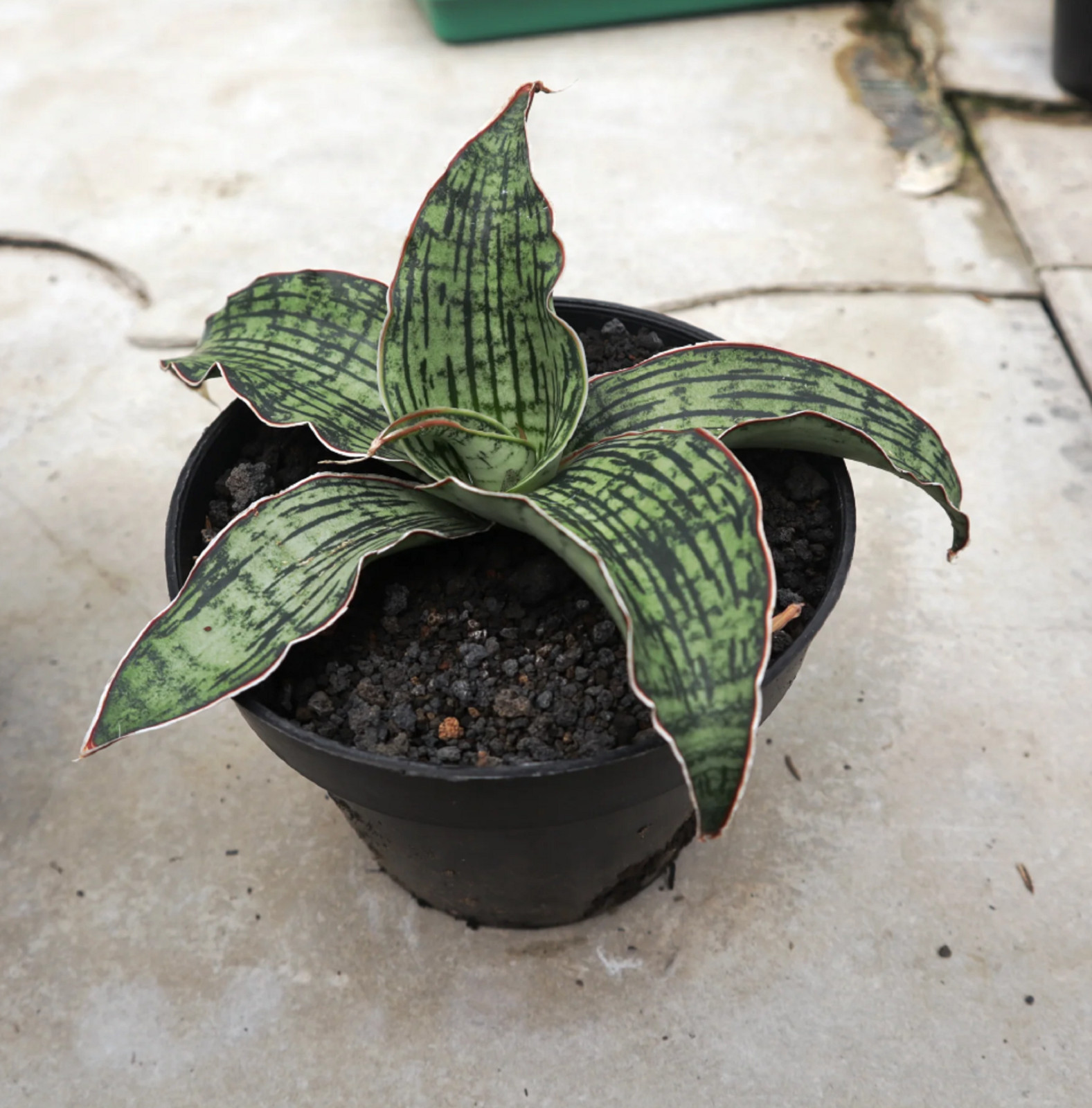 Sansevieria Cleopatra Big Size Rare Unique Snake Plant