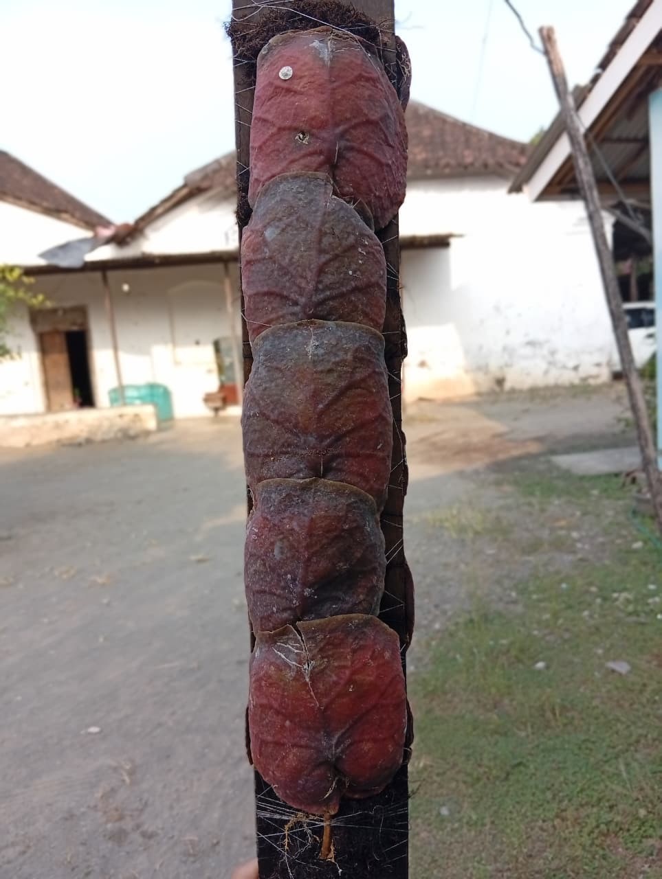 Real Picture Hoya Imbricata Super Red