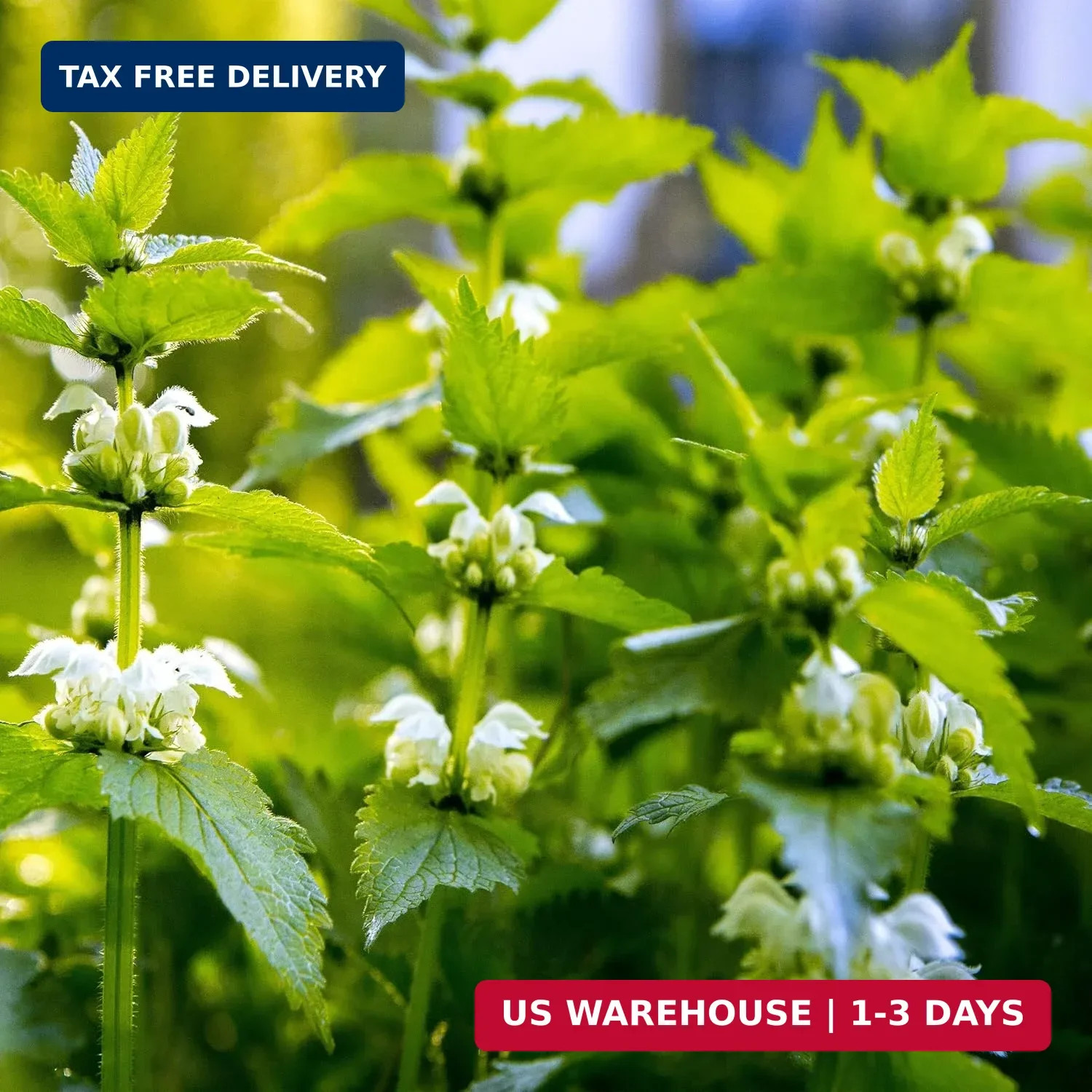 Outsidepride Stinging Nettle Seeds – 10000 Pcs Perennial and Low Maintenance Her