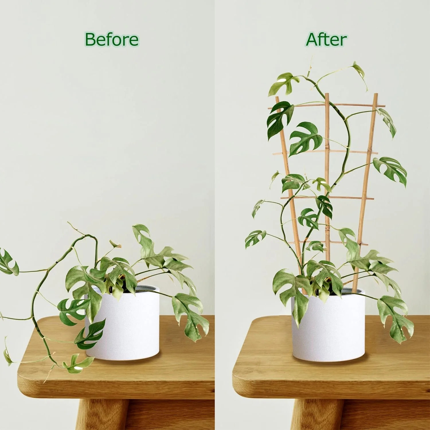 Cambaverd Plant Trellis Indoor, 3 Pack Bamboo Trellises, 16in Fan-Shaped Trellis