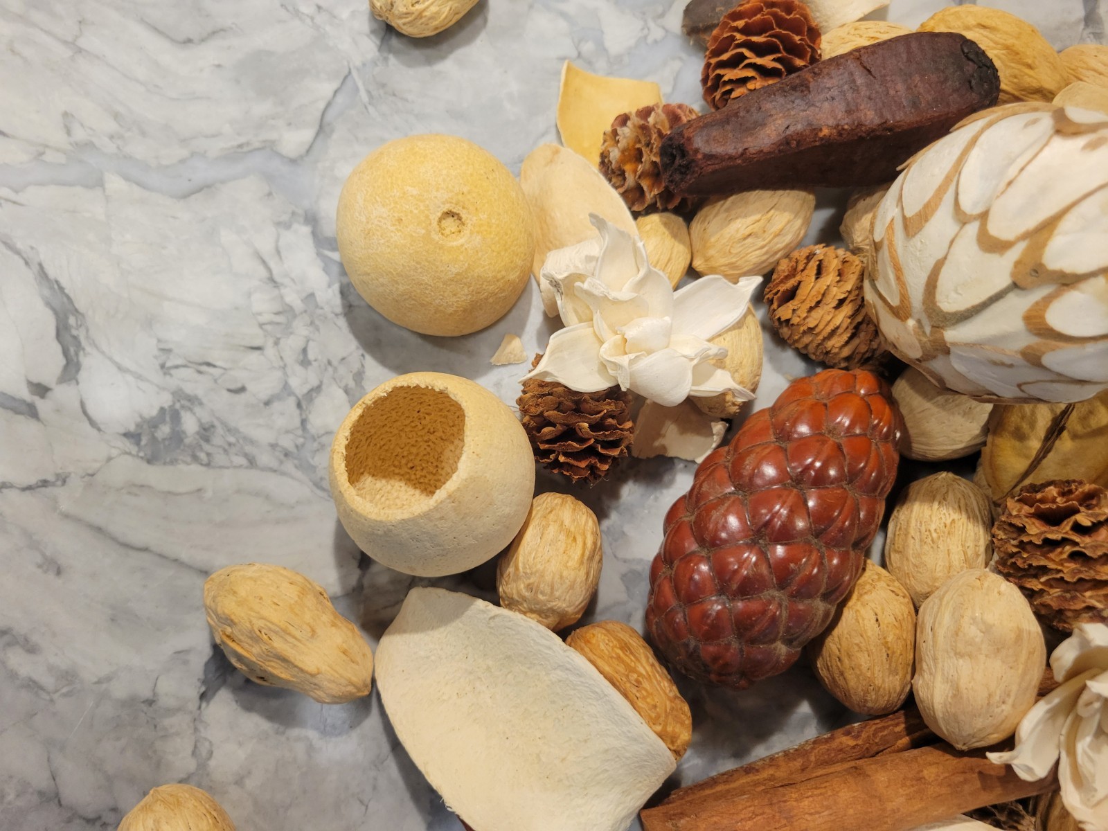 Pottery Barn Assorted Dried Nat. Wood Vase Filler, unique shapes, ivory and Tan