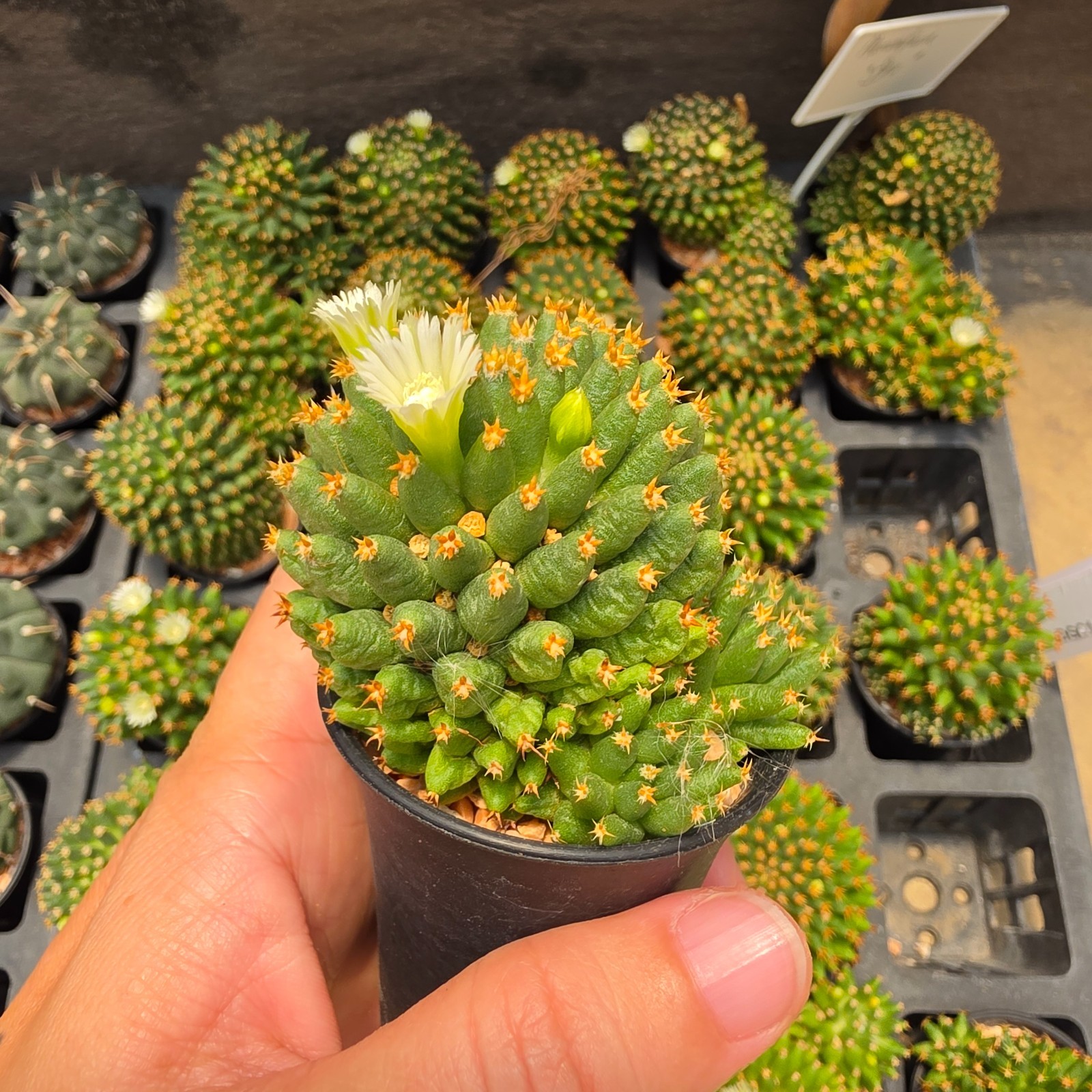 DE03: Mammillaria camptotricha cv. Bru