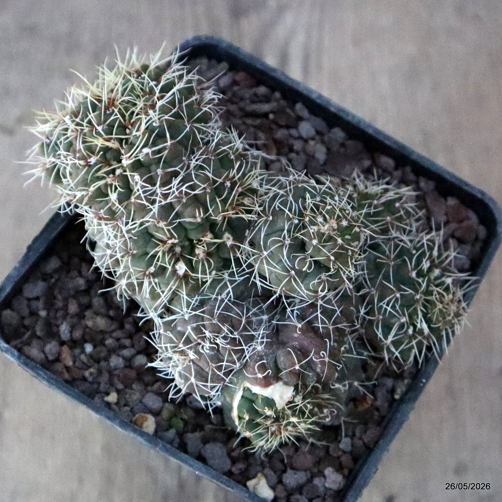 D5661 GYMNOCALYCIUM BALDIANUM CRESTED MONSTER pot10-H7,5-W12 cm MaMa Cactus