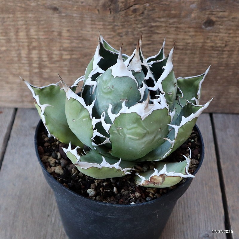 D5354 AGAVE TITANOTA COMPACT pot14-H11-W15 cm MaMa Cactus