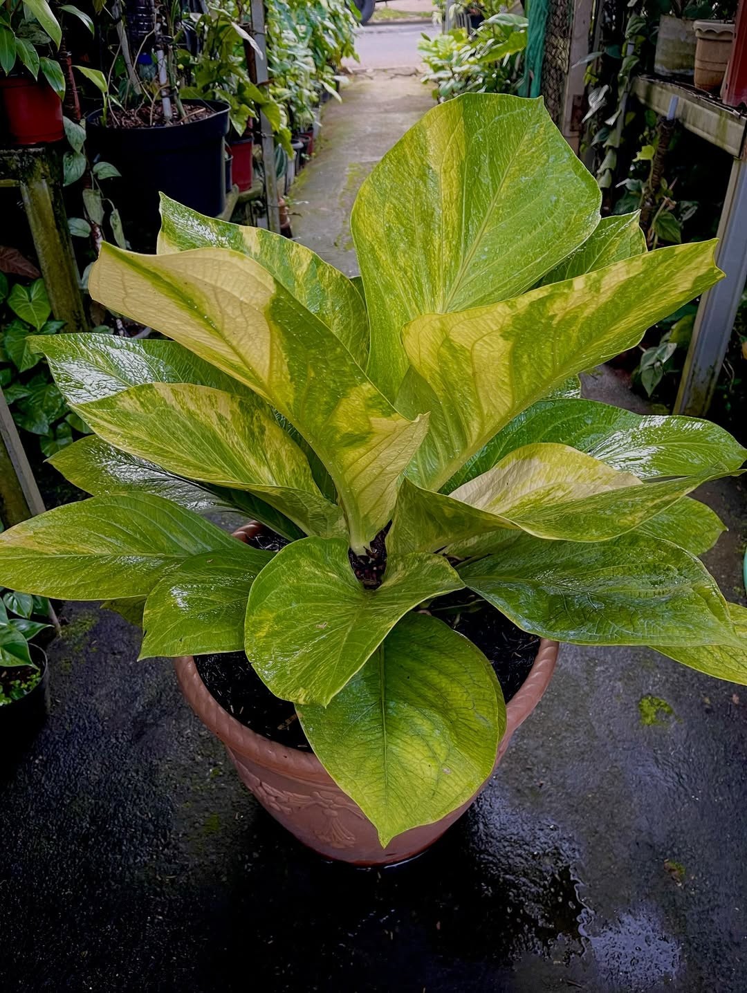 Anthurium Cobra Batik Variegated Big Size Real Picture Very Beauty