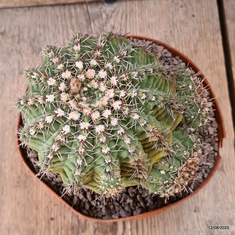 D5915 GYMNOCALYCIUM BALDIANUM pot14-H12-W13 cm MaMa Cactus