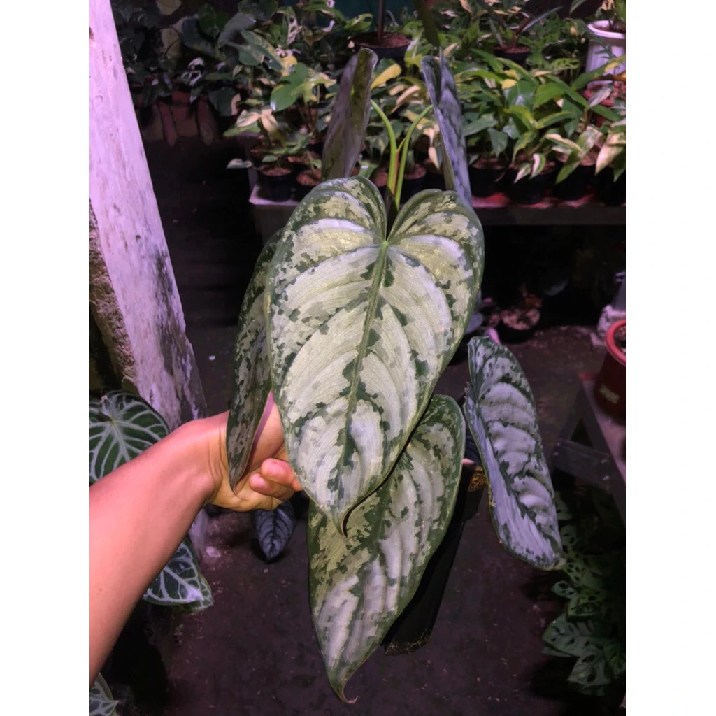 Philodendron Brandtianum Mature Size Live Tropical Plant PL118