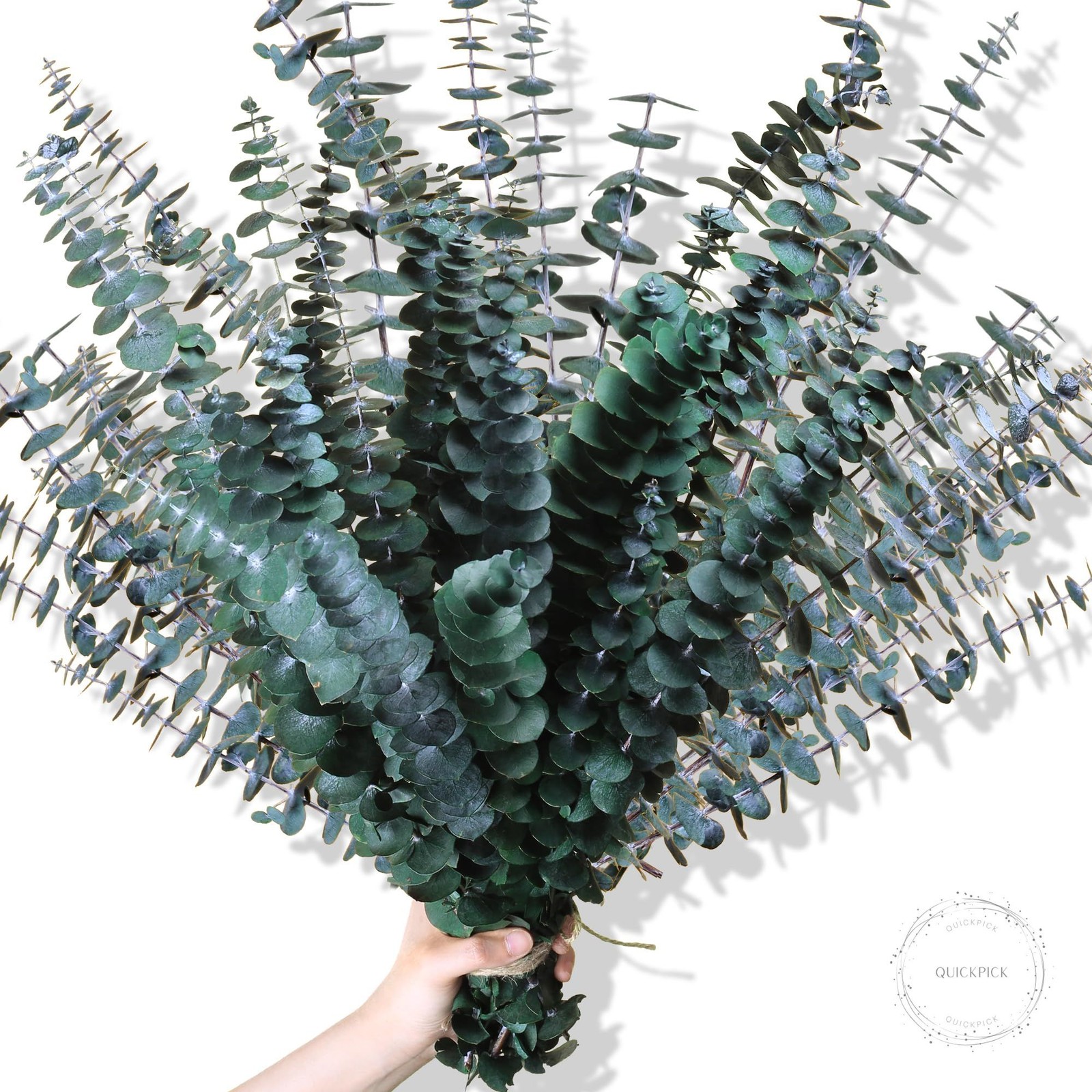 30Pcs Dried Eucalyptus Stems, 17″ Real Preserved Eucalyptus Plant for Shower, Fr