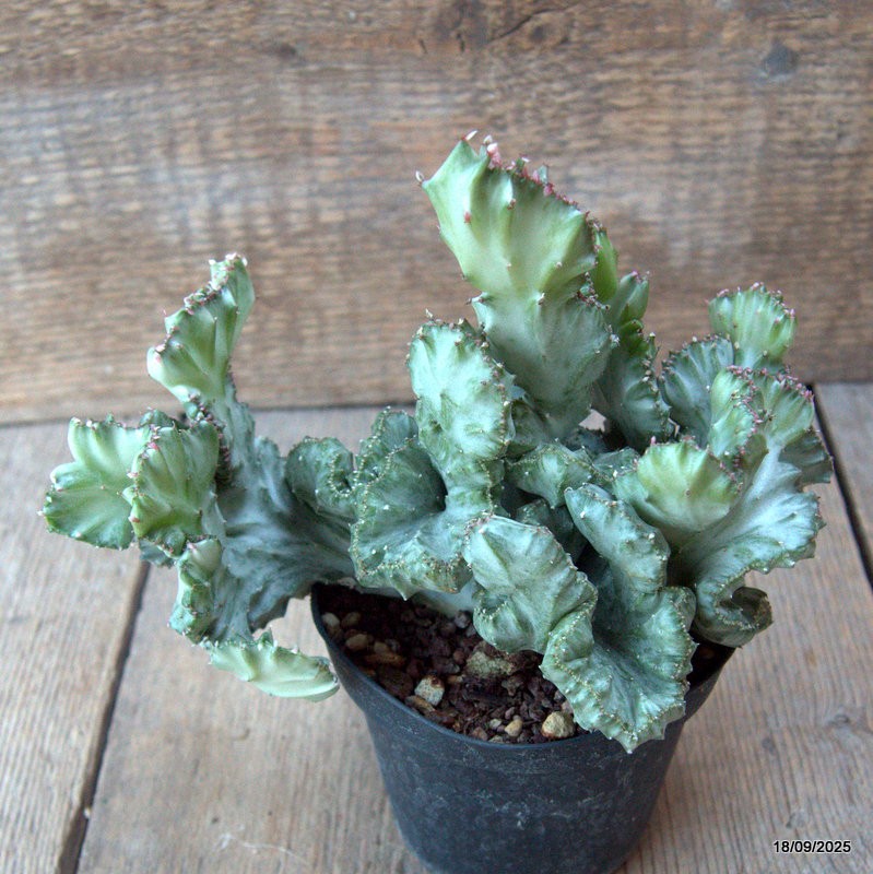 D6502 EUPHORBIA LACTEA CRESTED VARIEGATED pot10-H15-W19 cm MaMa Cactus