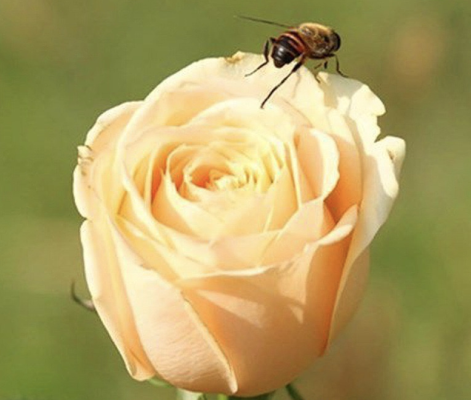 (10) CLASSIC ROSE SEEDS perennial flower garden plant bush tea USA SELLER TRACK