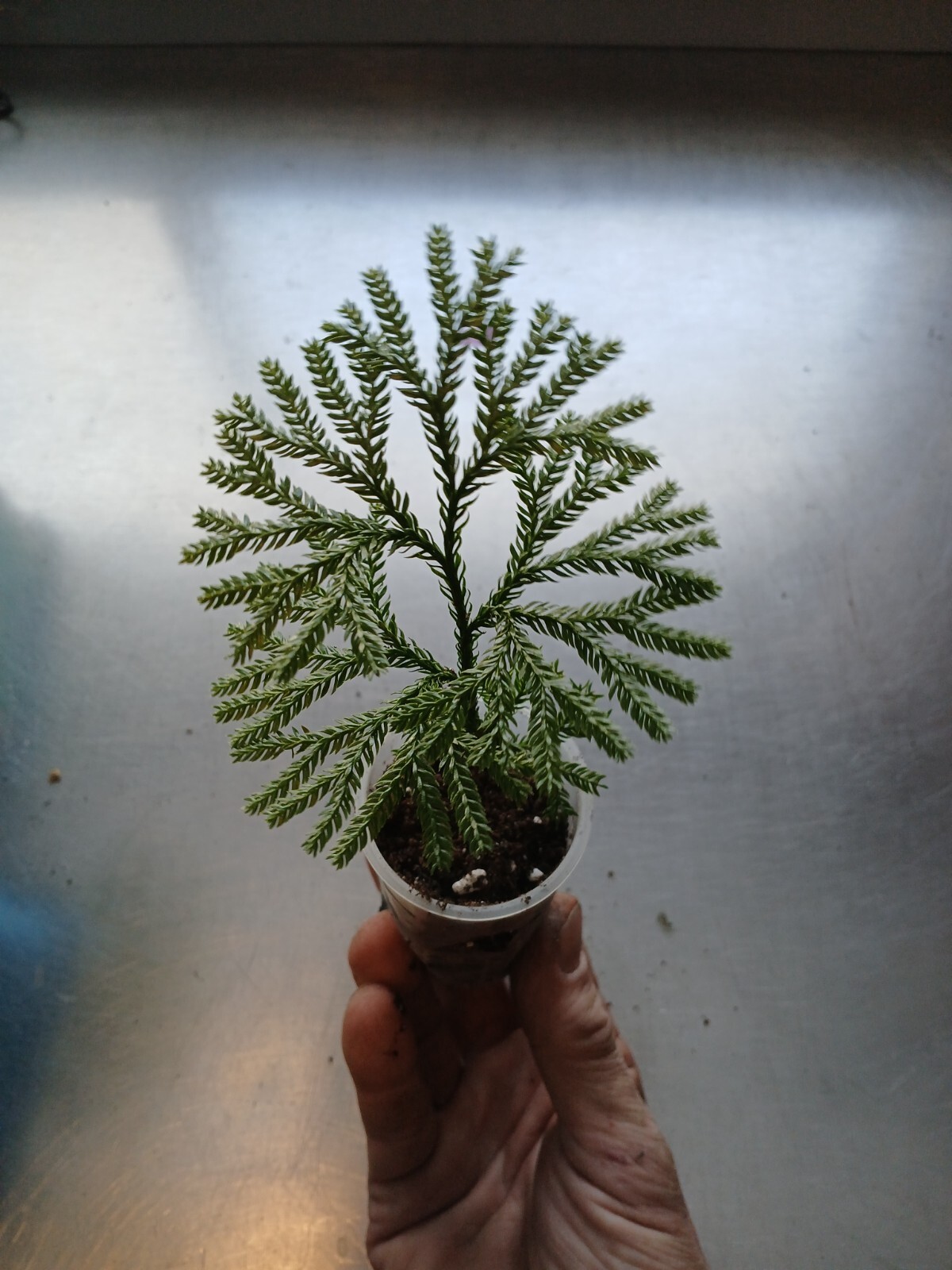 3 x Princess Pine LIVE STARTER PLANT 🪴 Christmas Wreath plants