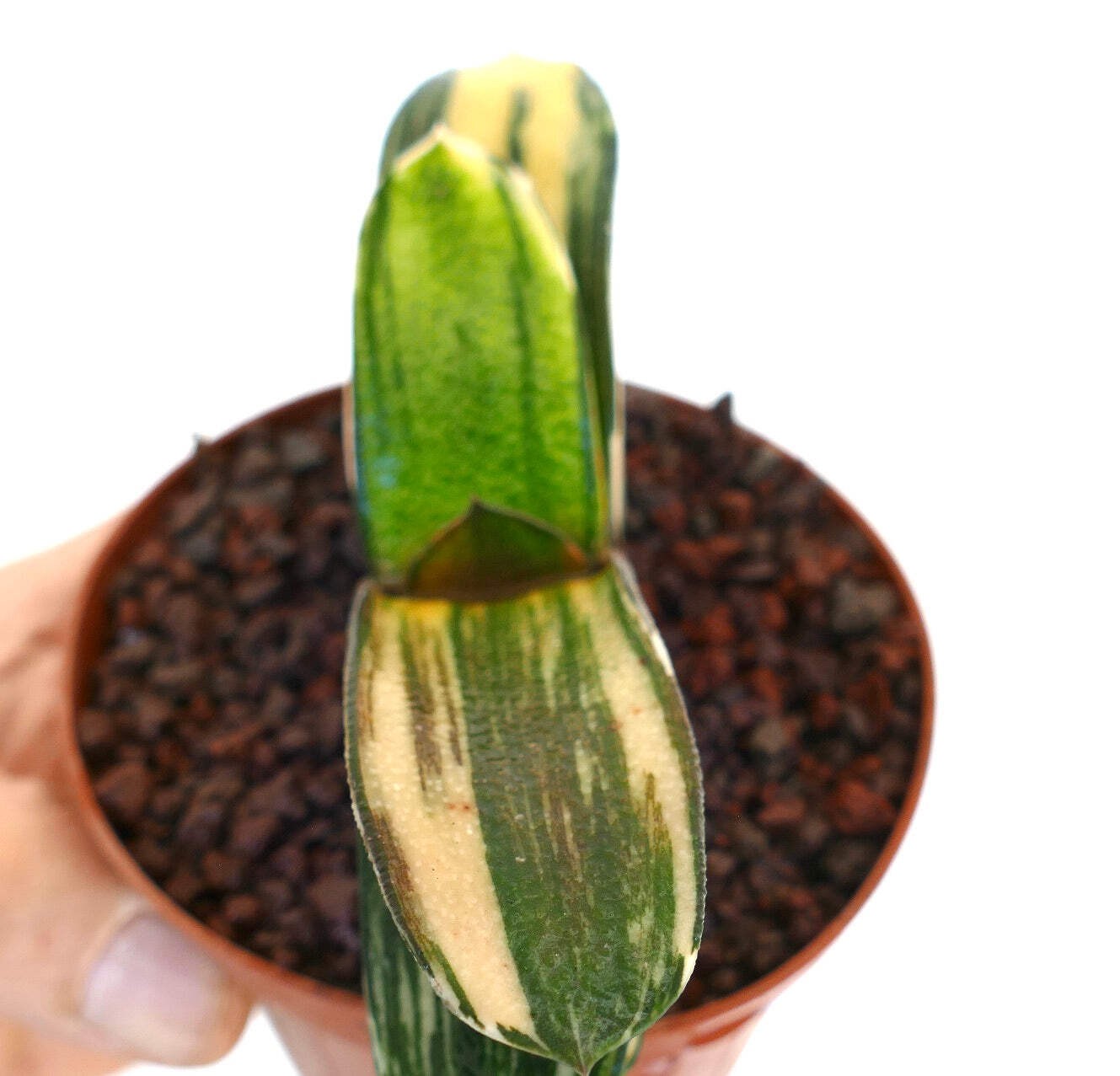 Gasteria pillansii x batesiana YELLOW VARIEGATED – Ox Tongue | Lawyer’s Tongue