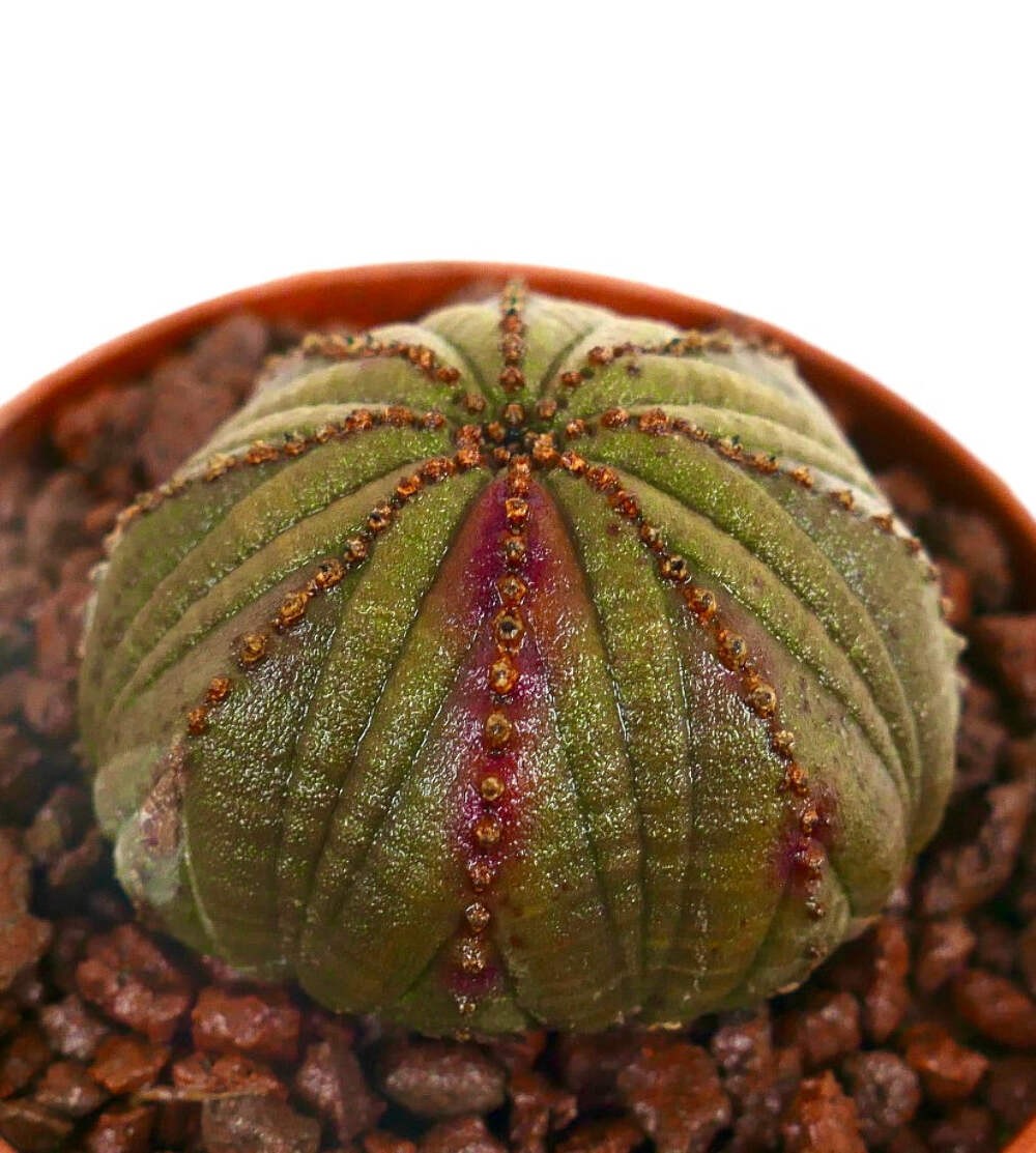 Euphorbia obesa DARK GREEN & PINK ARROW HB023-14 – Baseball plant | Sea urchin p