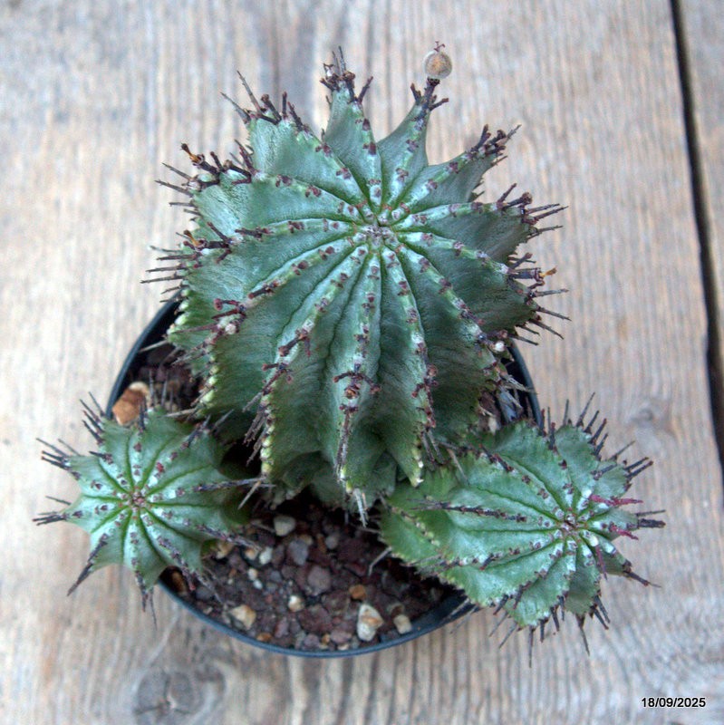 D6496 EUPHORBIA HORRIDA pot10-H13-W14 cm MaMa Cactus