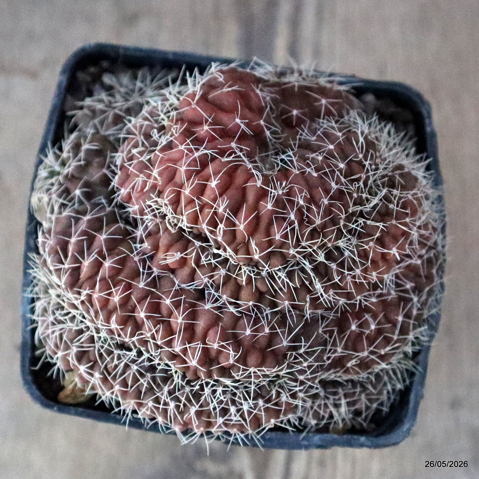 D5667 GYMNOCALYCIUM BALDIANUM CRESTED pot10-H8-W11,5 cm MaMa Cactus