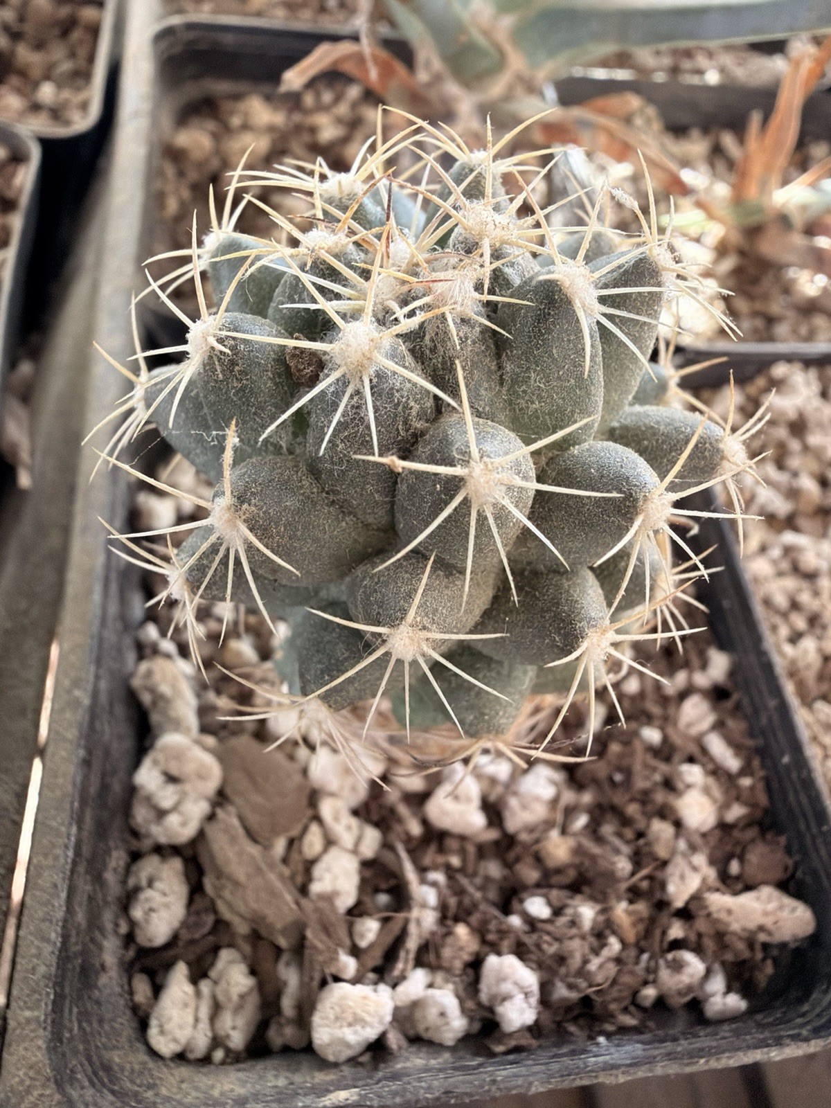 CORYPHANTHA MAIZ-TABLASENSIS
