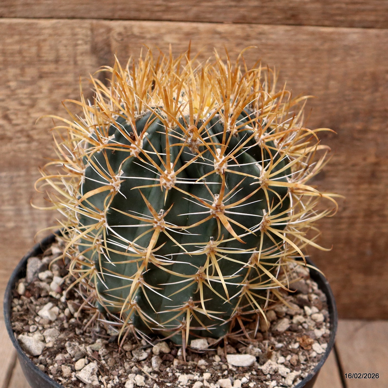 D7805 FEROCACTUS CHRYSACANTHUS pot18-H14-W11 cm MaMa Cactus