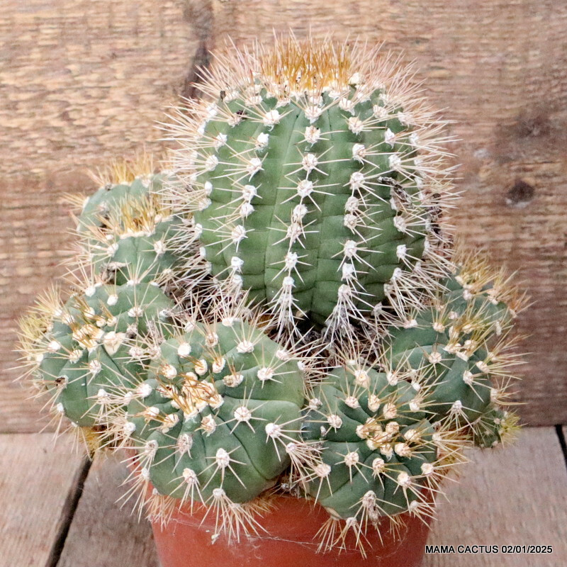 M104 GYMNOCALYCIUM CHACOENSE VERY OLD pot14-H13-W20 cm MaMa Cactus