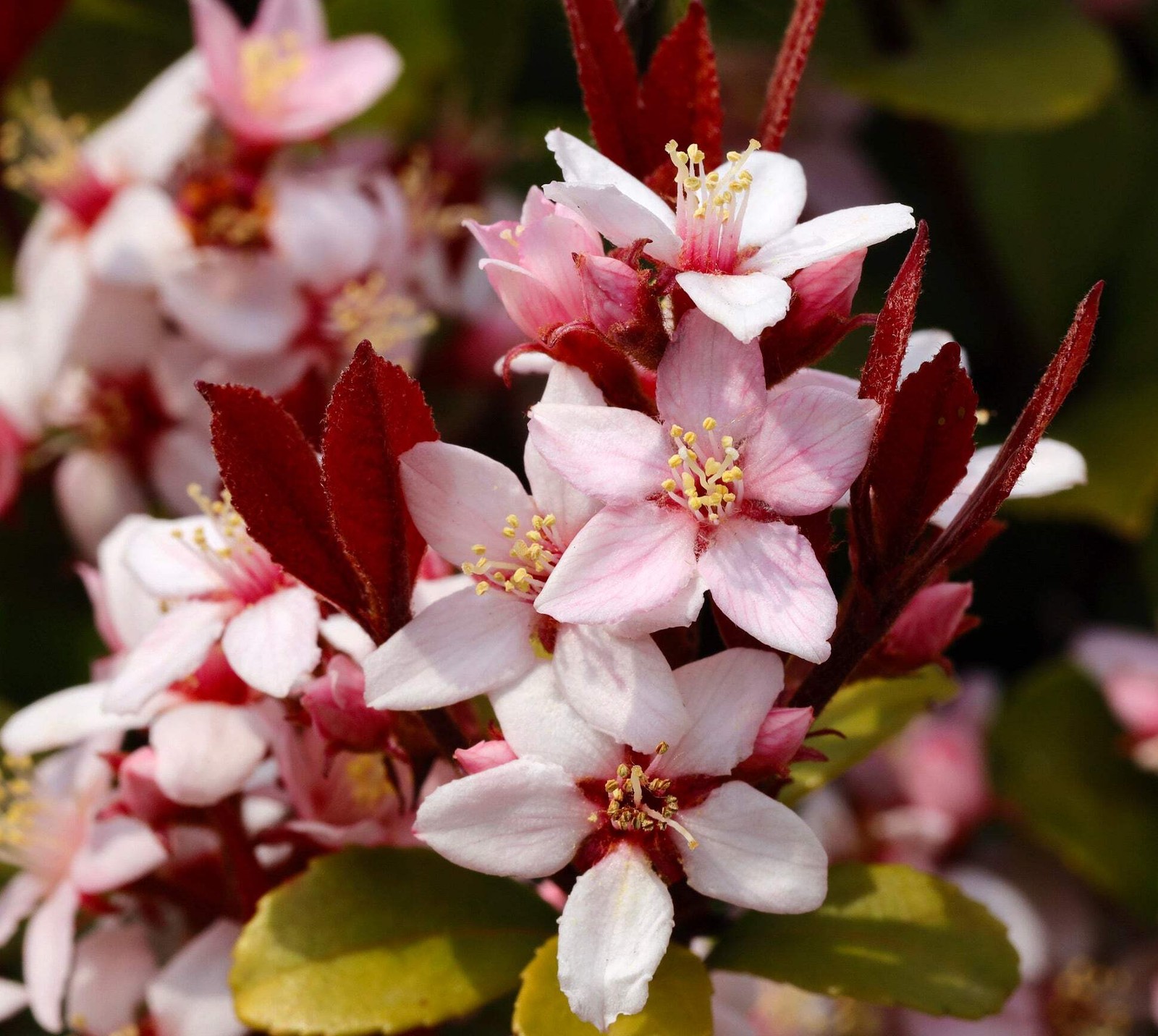 Raphiolepis indica PINK FLOWERS 50-80cm –