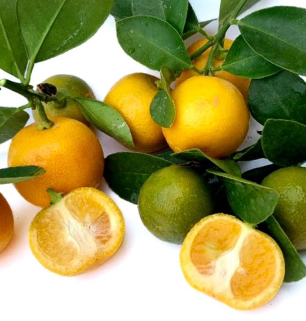 Citrus mitis CALAMONDINO (dwarf mandarin) 40-70cm –
