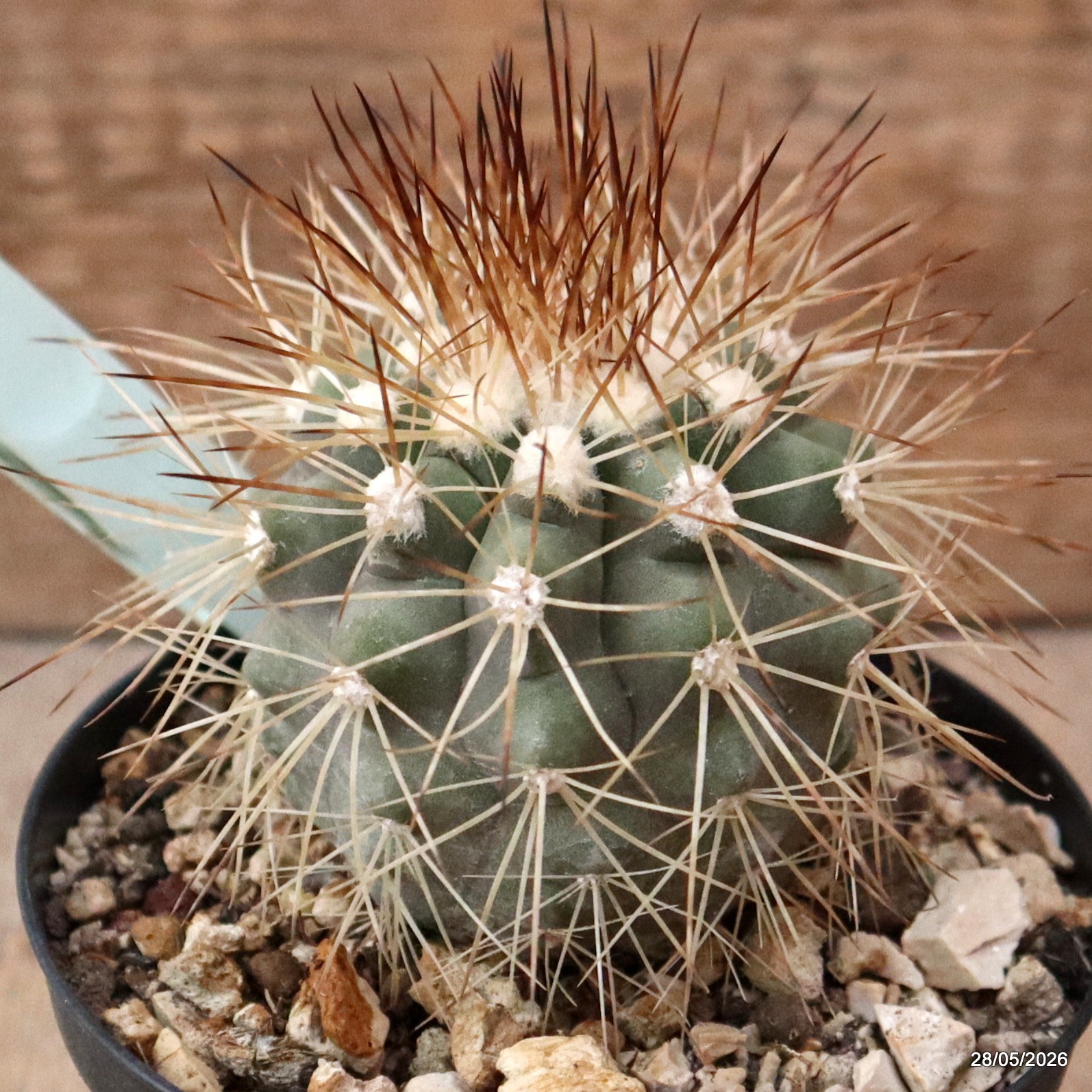 D4005 COPIAPOA KRAINZIANA pot10-H7-W6 cm MaMa Cactus