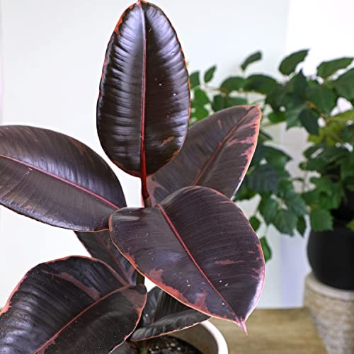 Variegated Ficus ” Rubber Plant in 6″ Grower Pot, Real Black Pot Ruby