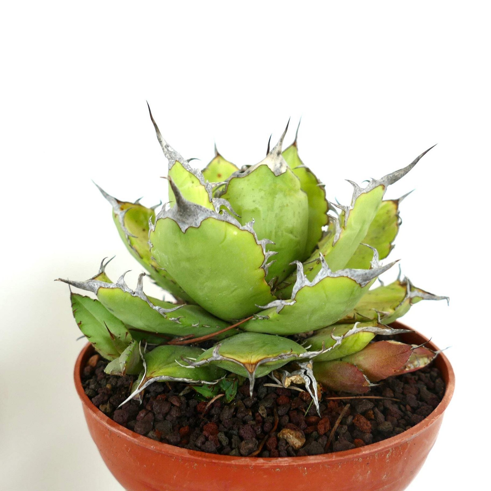 Agave titanota STRONG FINAL SPINES with offset – Rancho Tambor agave | Chalk aga