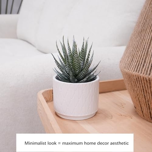 Artificial Succulent in Ceramic Natural Green Succulent in White Ceramic Pot