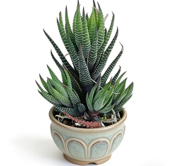 2 Pack Rare Cactus Succulent Plants | Live House Plants for Home & Office Decor