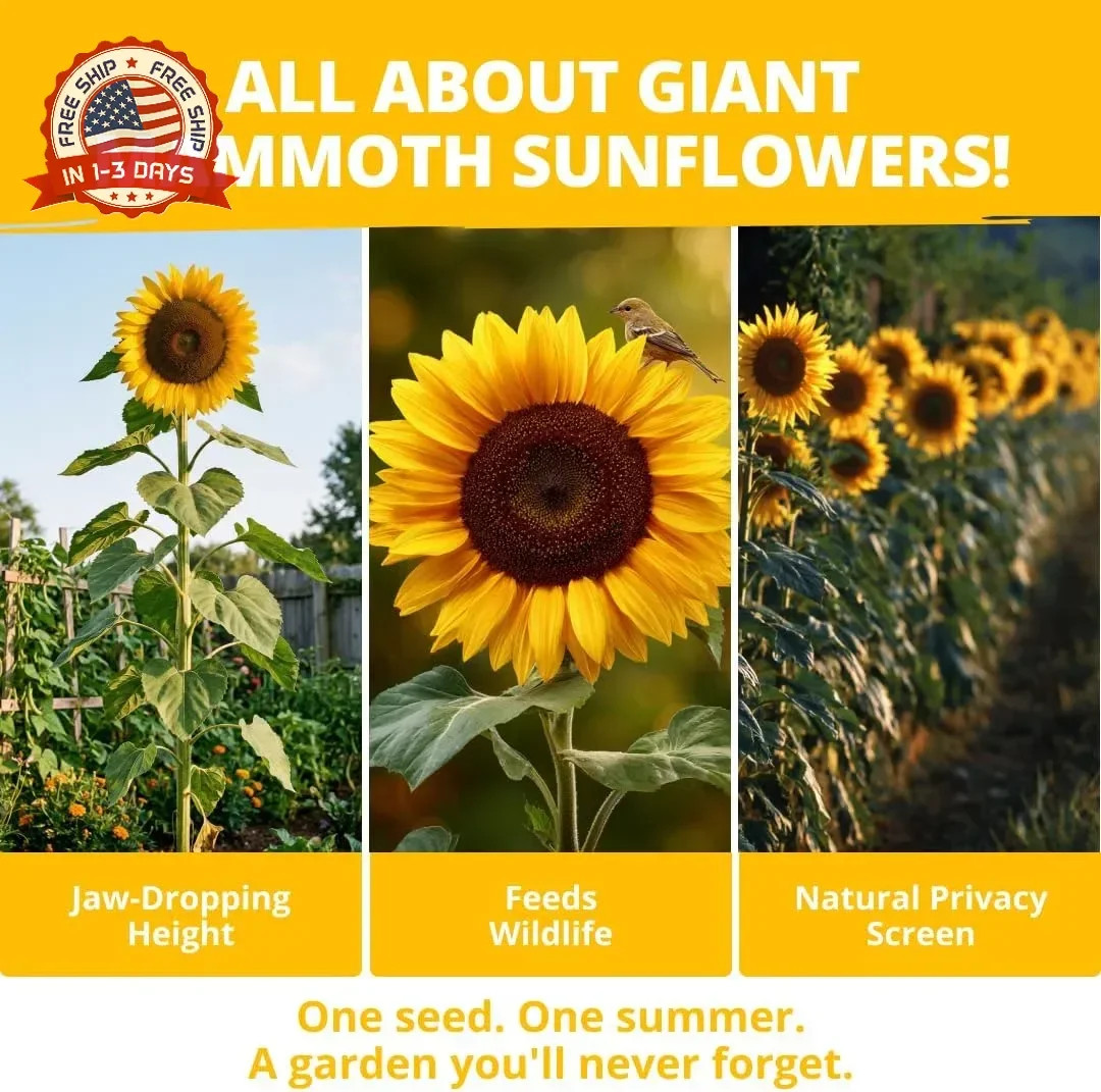 Giant Mammoth Sunflower Seeds for Planting 520+ Heirloom High Germination for Ga