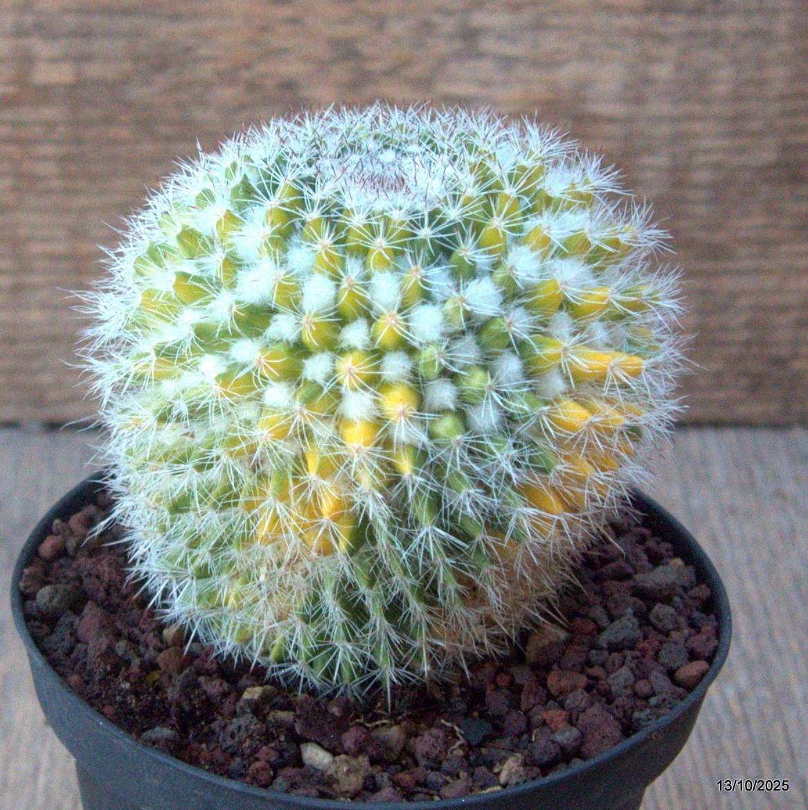 D6958 MAMMILLARIA FORMOSA VARIEGATED pot10-H9-W8 cm MaMa Cactus