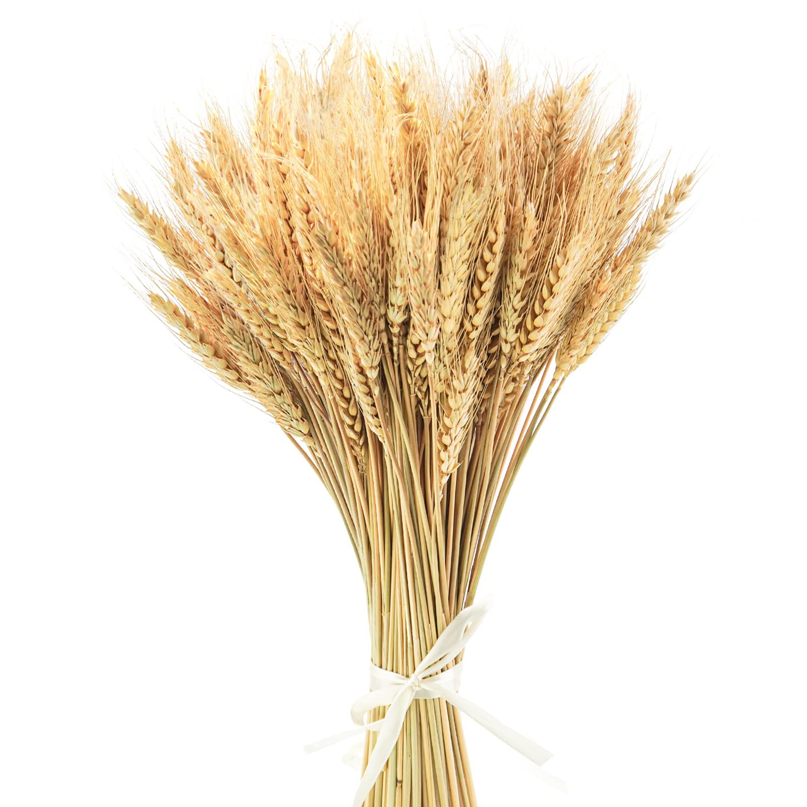 100 Stems 17.7 Inches Dried Wheat Stalks Dried Flowers 100% Natural for Home