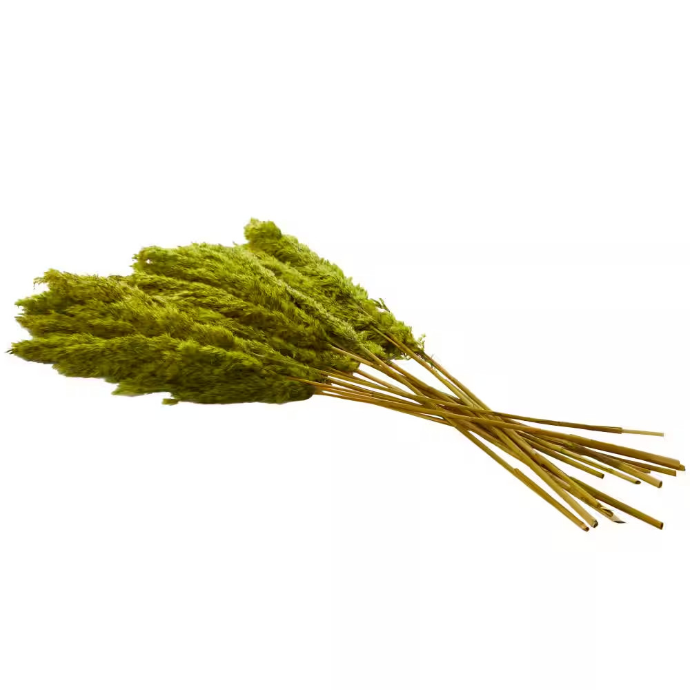 35 In. Pampas Natural Foliage with Long Stems (1 Bundle)