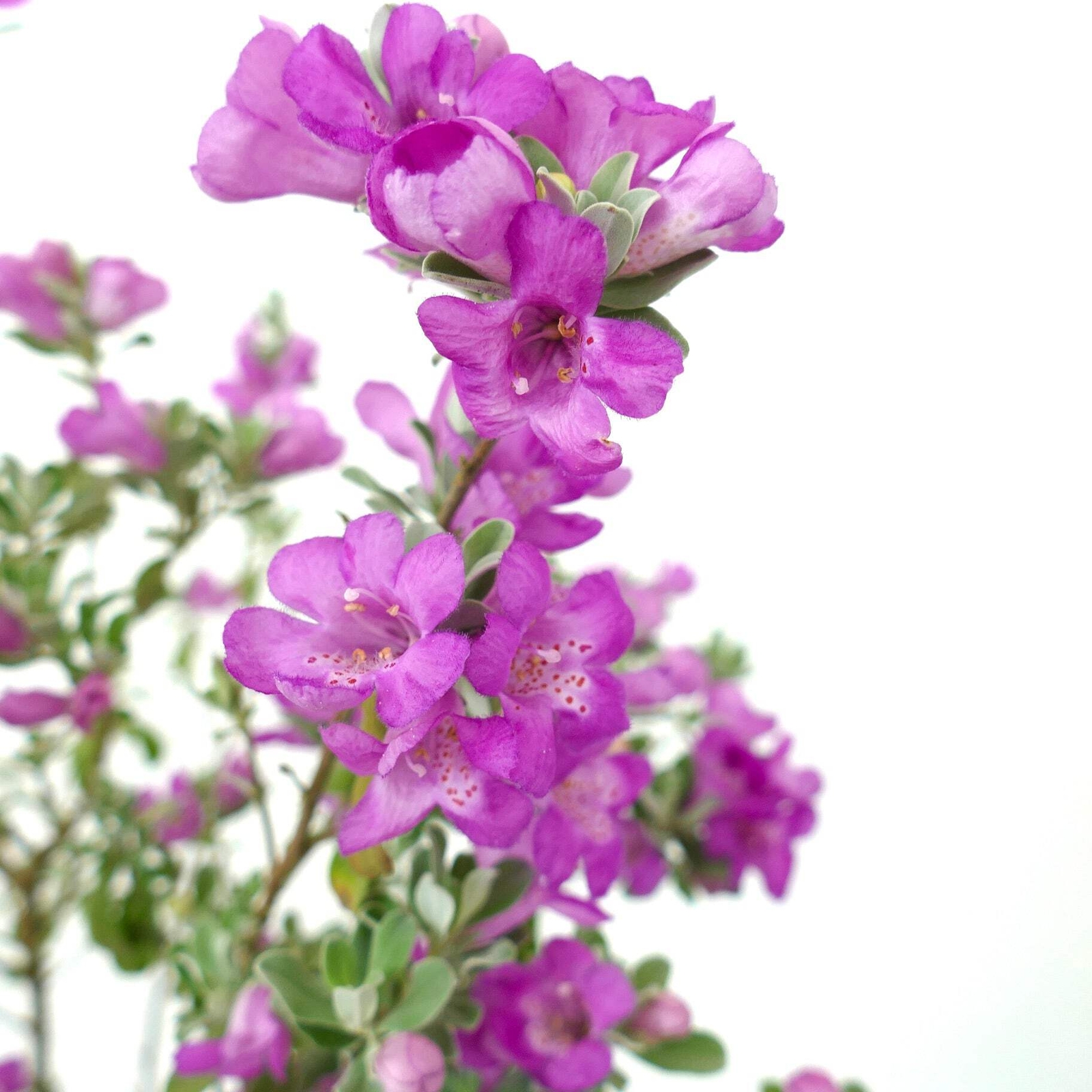 Leucophyllum frutescens – Texas Sage | Barometer Bush