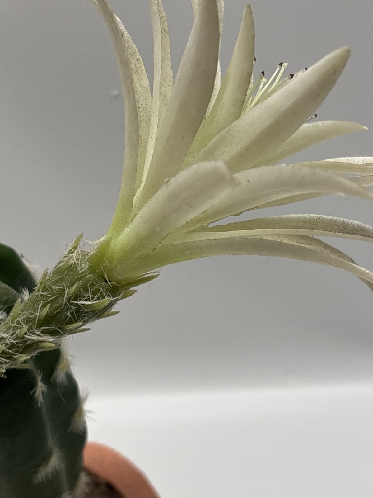 artificial Faux cactus home decor Style Modern Decor Inside In Terra Cotta 12”