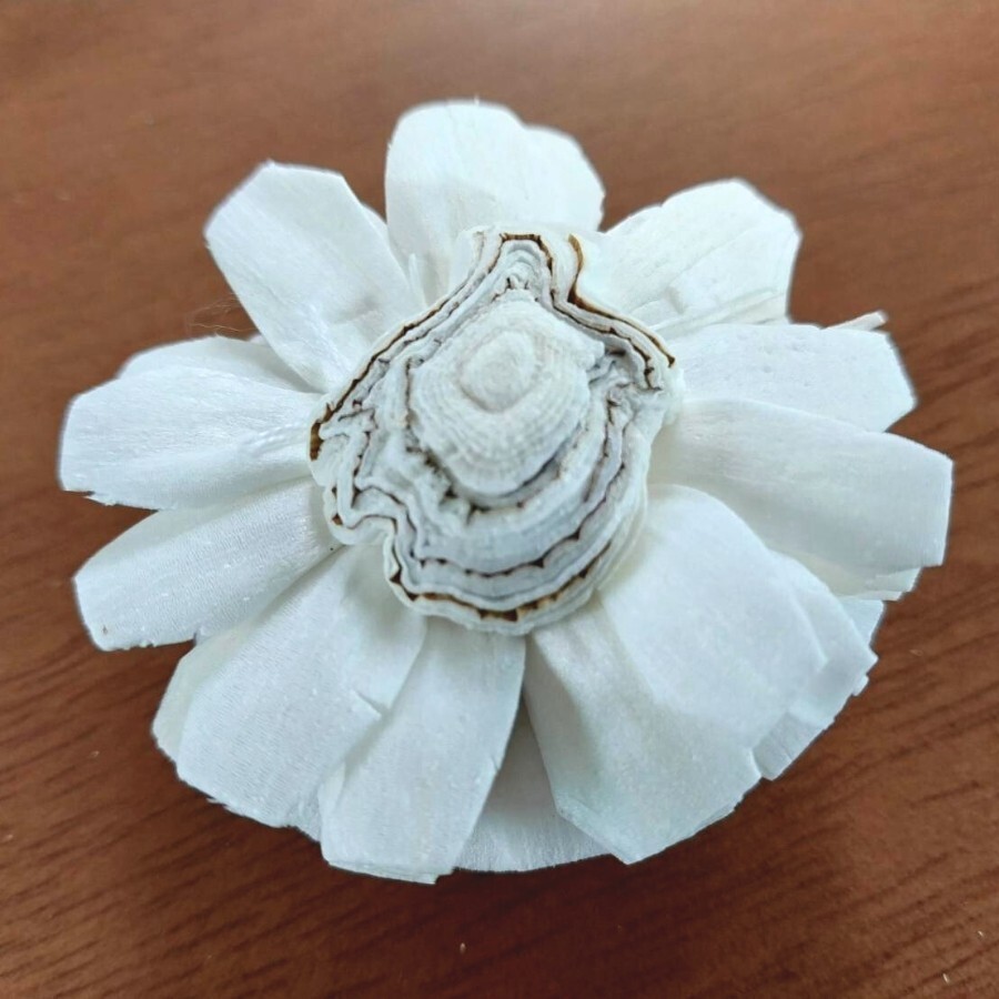 50 Marigold Sola Flower mixed with brown, Diffuser Flowers Sola Wholesale.
