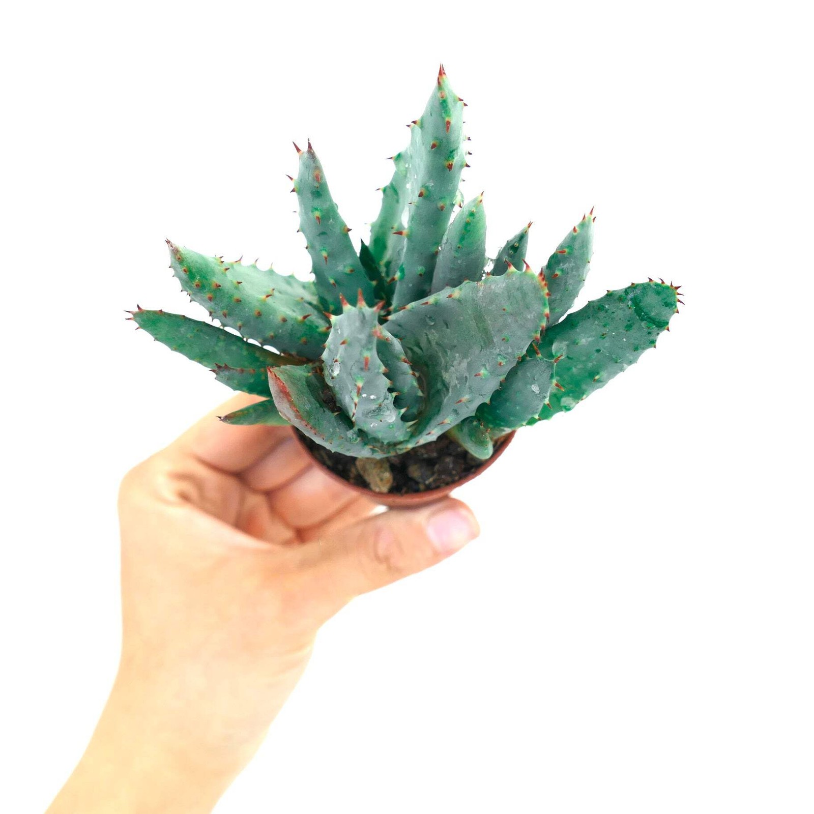 Aloe spectabilis BLUE FORM full pot SS9T – Spectacular aloe | Aloe spectabilis