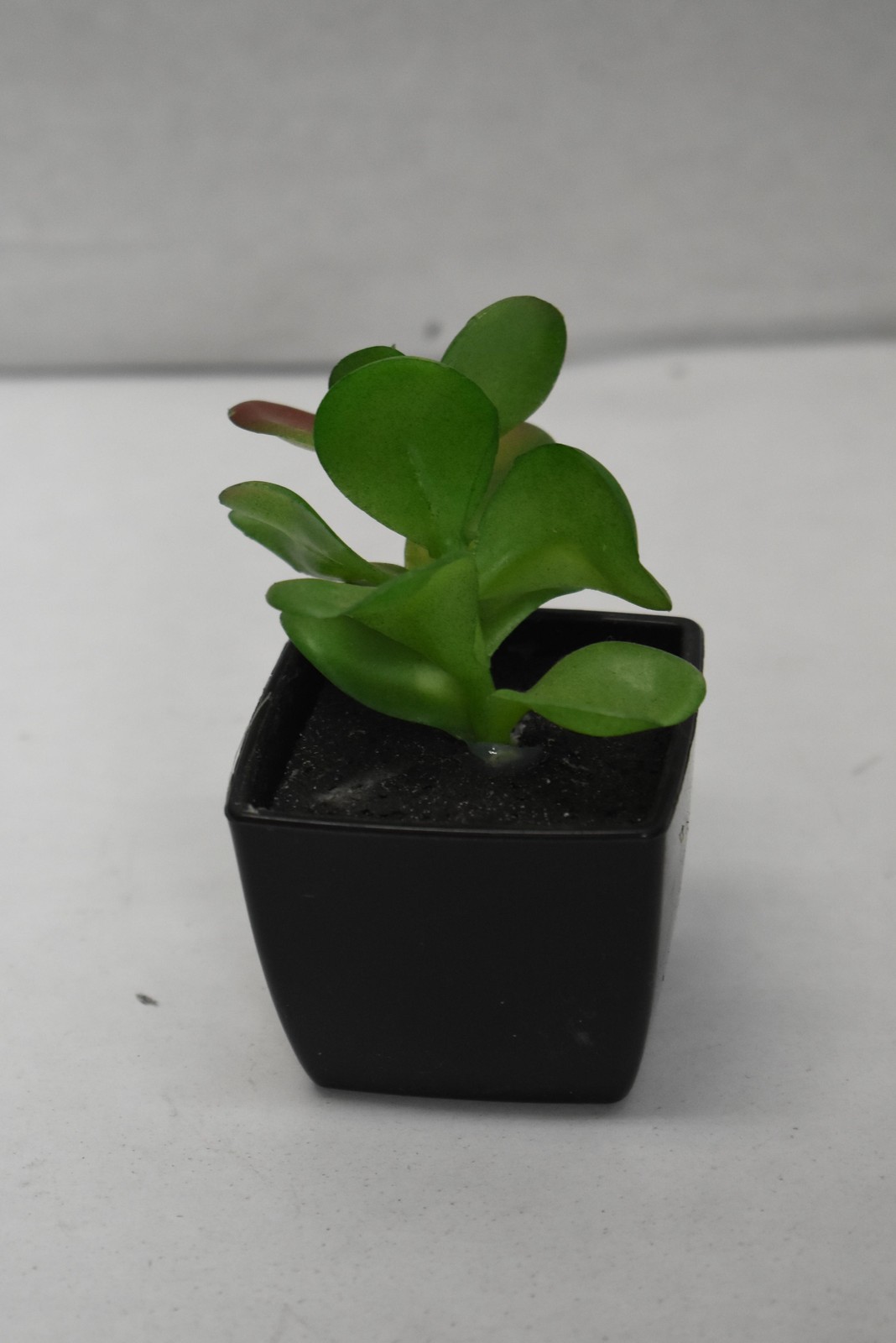 Set Of 3 Artificial Succulent Plants 8in Green Potted Ceramic Wood Centerpiece